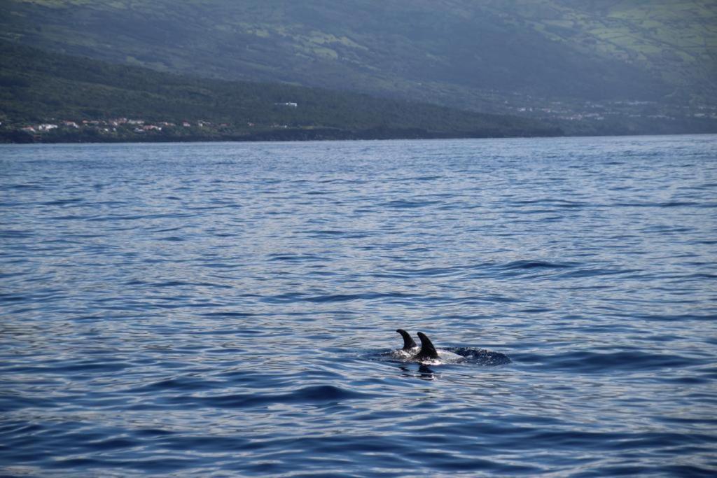 Cantinho Dos Cagarros Lajes do Pico Zewnętrze zdjęcie