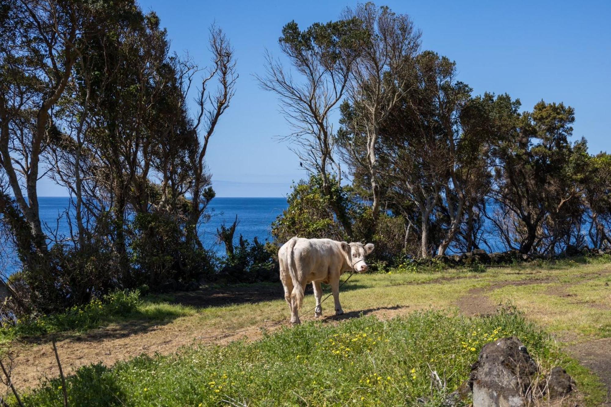 Cantinho Dos Cagarros Lajes do Pico Zewnętrze zdjęcie
